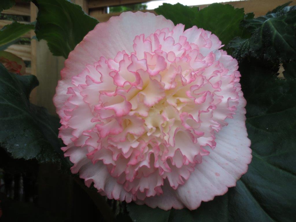 B. ‘Lauren Michelle’